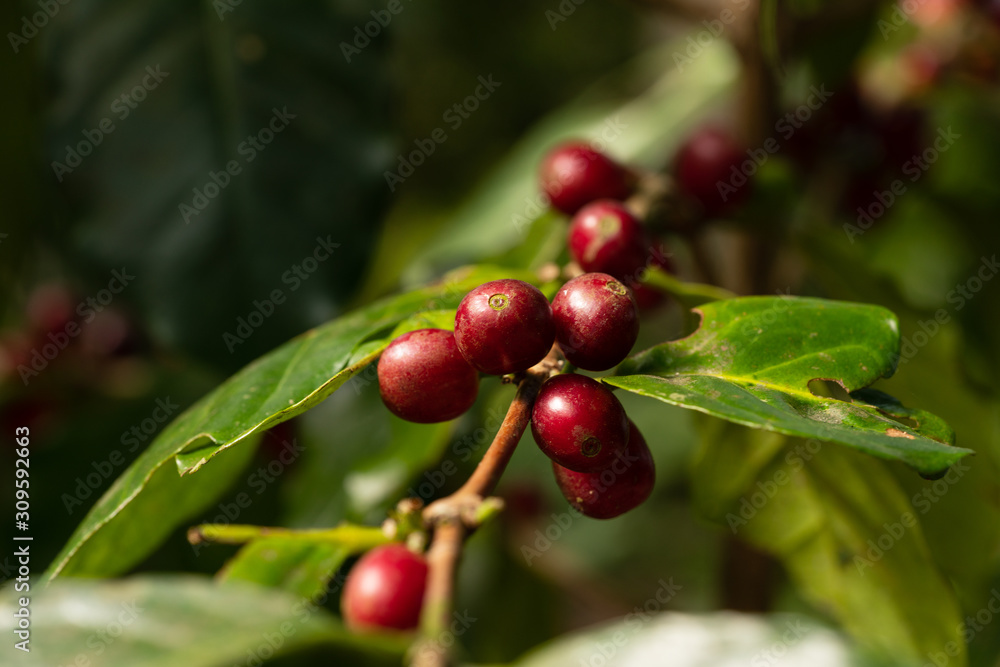 Red cherry coffee beans Arabica In nature 