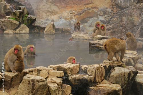 Snow Monkey in Jigokudani Monkey Park, Yamanouchi town, Nagano Pref., Japan photo