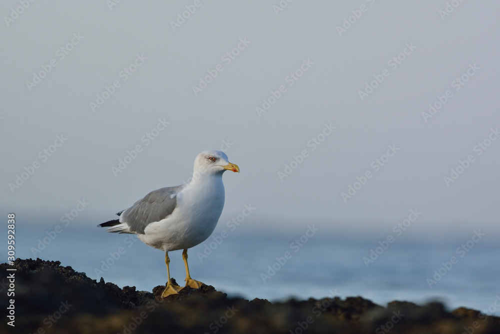 Fototapeta premium Yellow-legged Gull (Larus michahellis), Crete, Greece