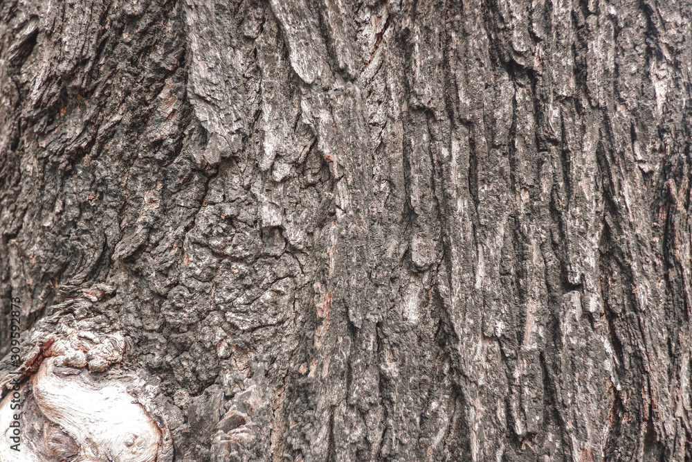 Texture of tree for background Texture of tree for background
