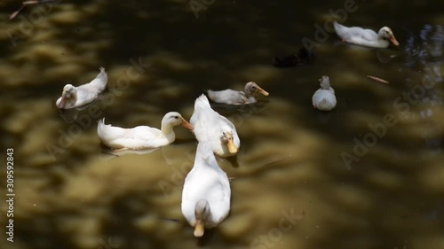 White cute ducks at the pond