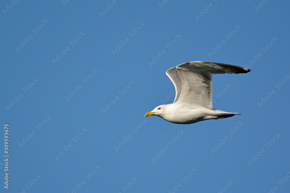 Yellow-legged Gull (Larus michahellis), Crete, Greece Yellow-legged Gull (Larus michahellis), Crete, Greece