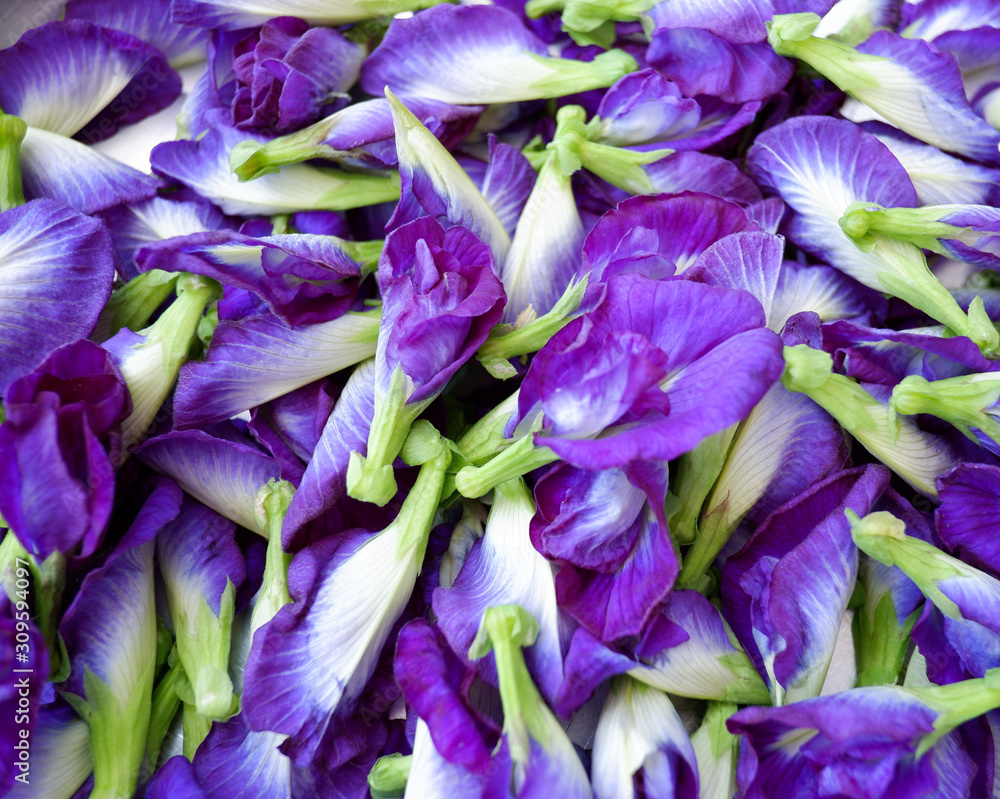 Butterfly pea flower for background Butterfly pea flower for background