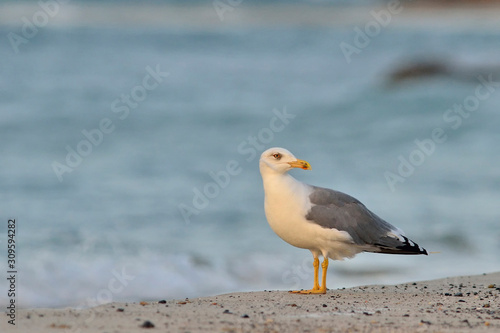 Yellow-legged Gull  Larus michahellis   Crete  Greece