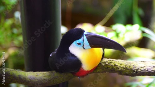 Beautiful toucan bird looks directly at the camera