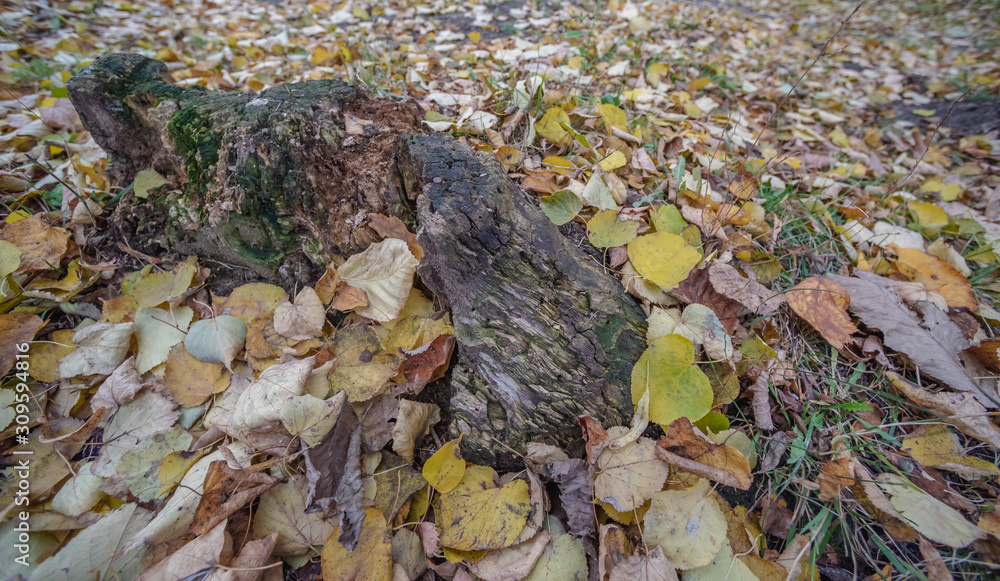 Stump covered with autumn leaves