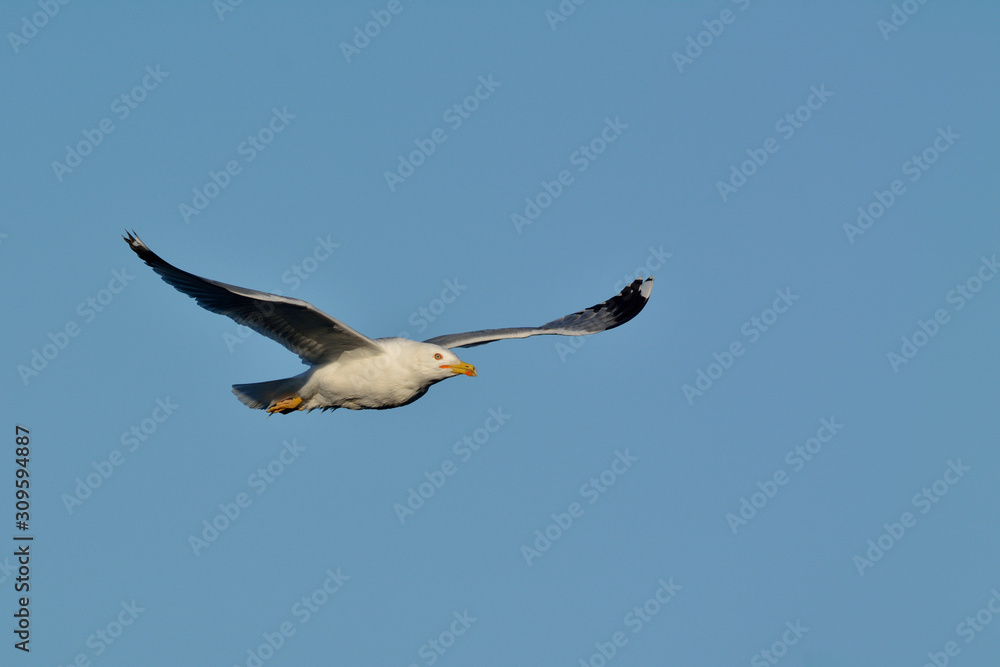 Obraz premium Yellow-legged Gull (Larus michahellis), Crete, Greece