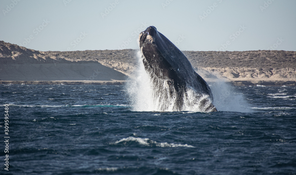 Fototapeta premium Ballenas en Puerto Piramides