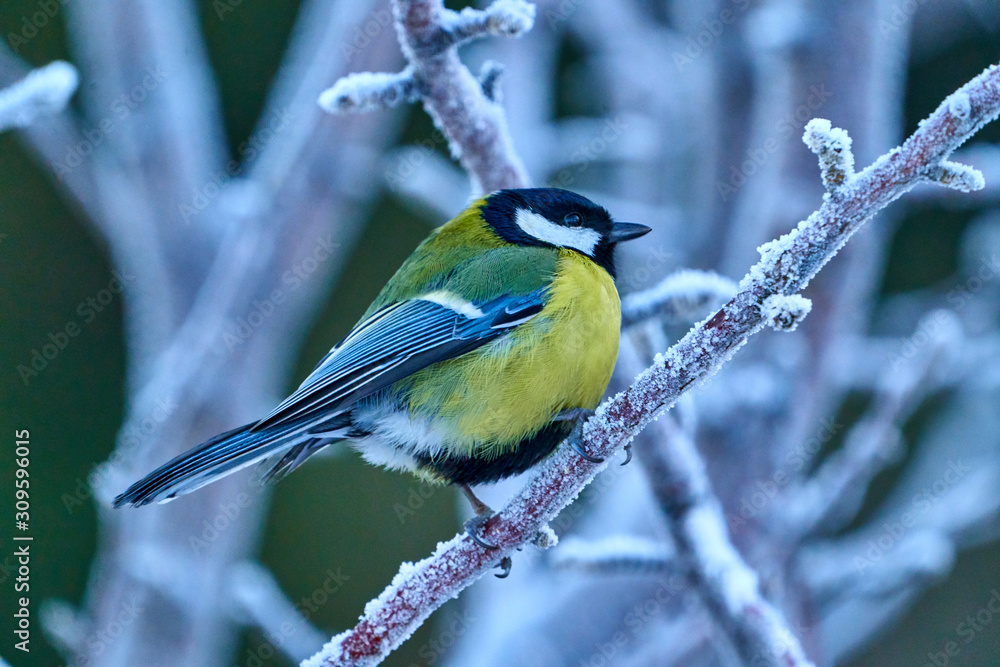 Fototapeta premium Bird - Great Tit ( Parus major ) sitting on a branch of a tree. Close-up..