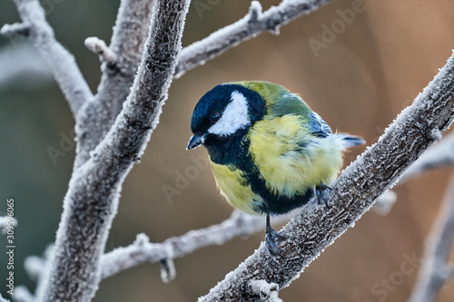 Bird - Great Tit ( Parus major ) sitting on a branch of a tree. Close-up..