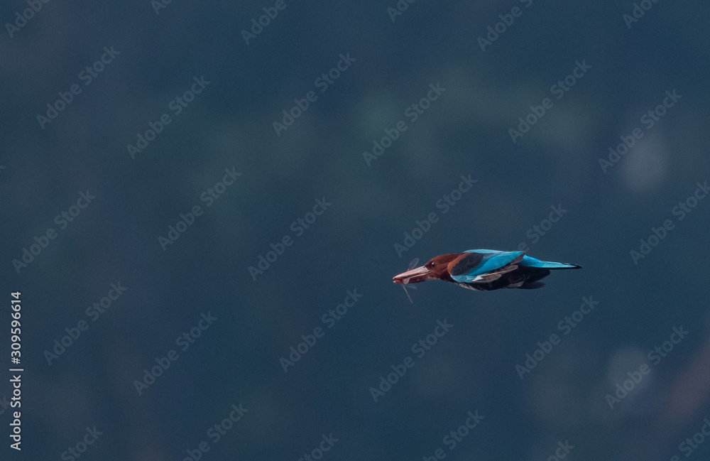 White throated kingfisher flying with catch White throated kingfisher flying with catch