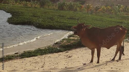 Kuhherde in der Wüste