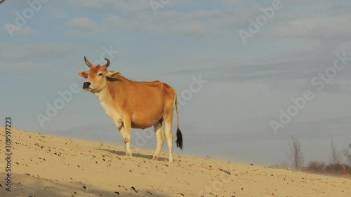 Majästätischer Stier auf einer Sanddüne 2