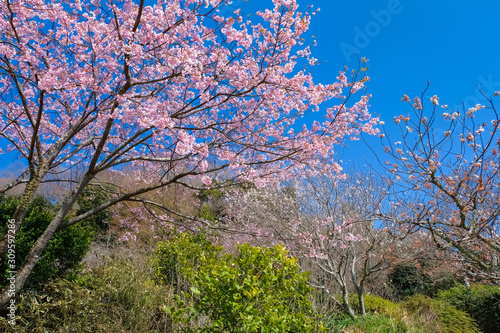 鎌倉 浄妙寺境内 桜
