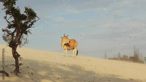 Majästätischer Stier auf einer Sanddüne 4