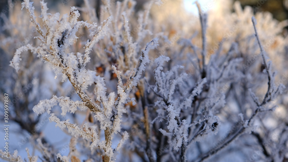 bushes in hoarfrost on a frosty winter day