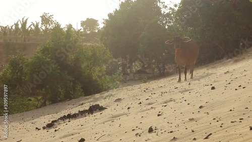 Kuhherde ruft ihre Artgenossen 1