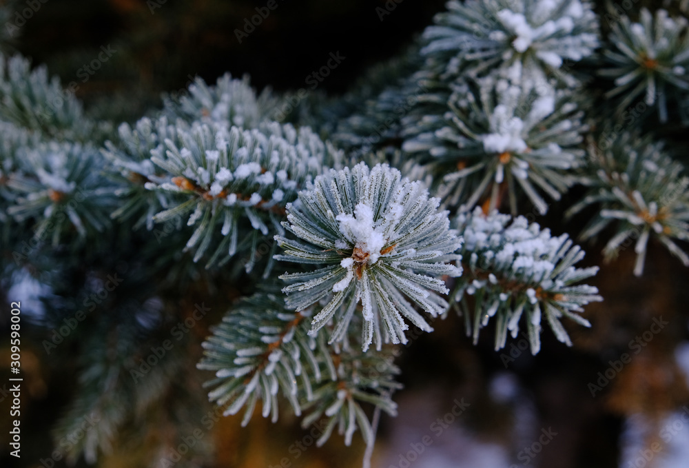 a branch of spruce covered with hoarfrost a branch of spruce covered with hoarfrost