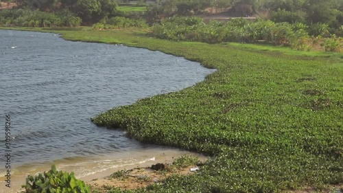 Wellen lassen die seerosen auf einem See tanzen