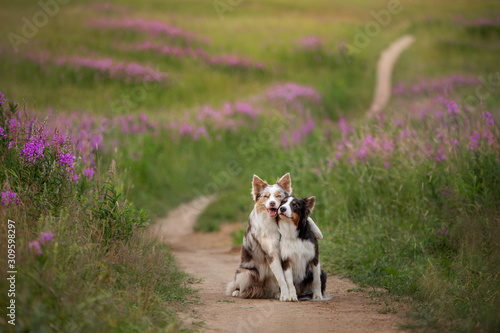 two dogs hugging together for a walk. Pets in nature. Cute border collie in a field in colors. St. Valentine's Day.