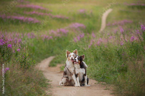 Photography two dogs hugging together for a walk
