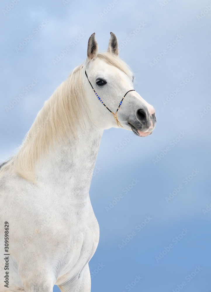 gray dappled arabian horse portrait on blue winter sky gray dappled arabian horse portrait on blue winter sky