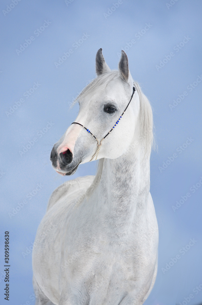 gray dappled arabian horse portrait on blue winter sky gray dappled arabian horse portrait on blue winter sky
