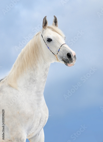 gray dappled arabian horse portrait on blue winter sky © Olga Itina