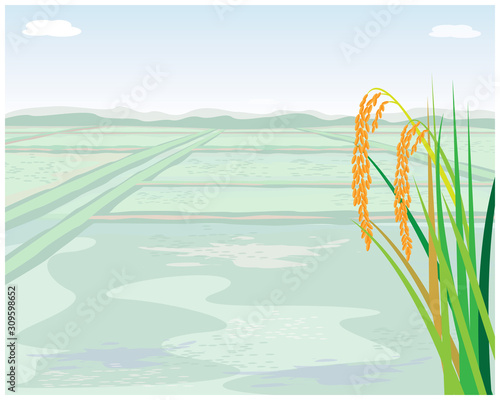 rice plant with paddy field vector design
