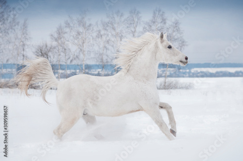 white arabian horse runs free in winter paddock © Olga Itina