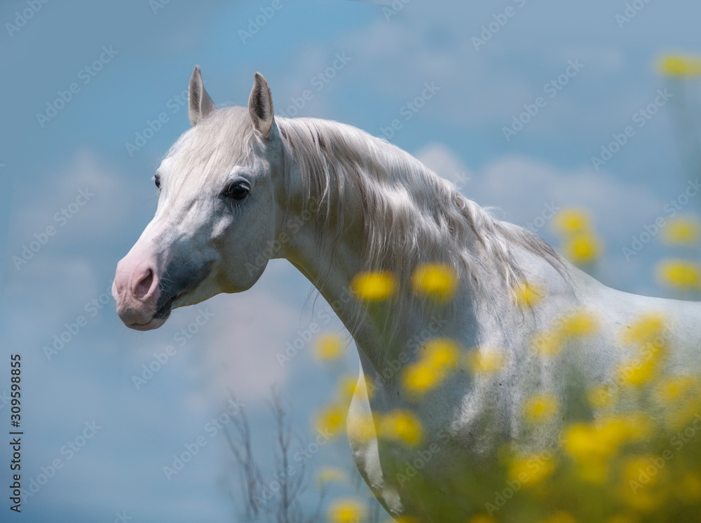 shining silver white arabian horse portrait on blue sky background in yellow flowers shining silver white arabian horse portrait on blue sky background in yellow flowers