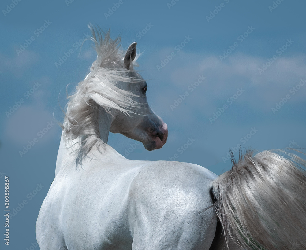 shining silver white arabian horse portrait on blue sky background  Stock-Foto | Adobe Stock