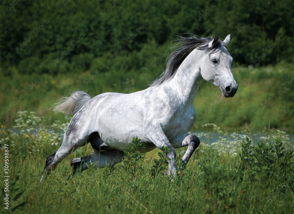 Gray dappled arabian horse runs free in green summer field