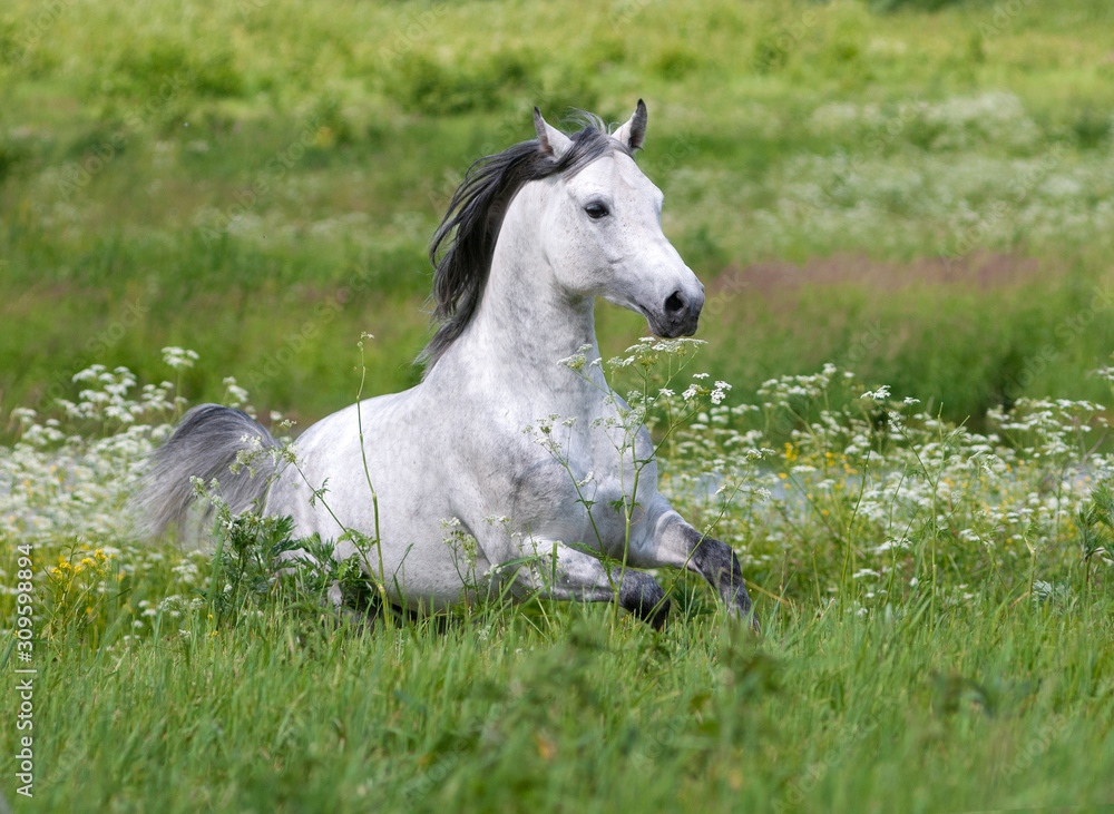 Gray dappled arabian horse runs free in green summer field Gray dappled arabian horse runs free in green summer field