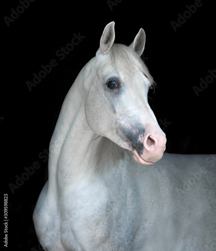 white arabian horse portrait isolated on black background © Olga Itina