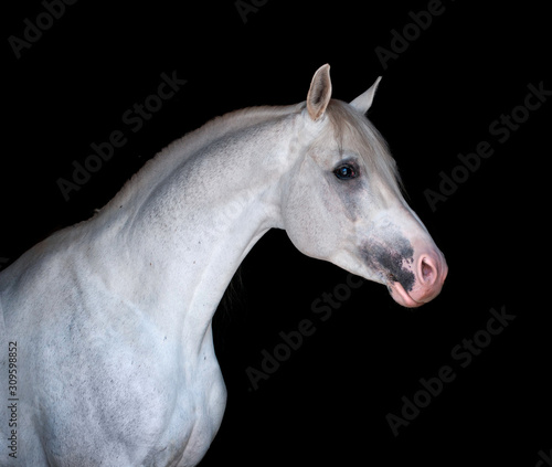 white arabian horse portrait isolated on black background
