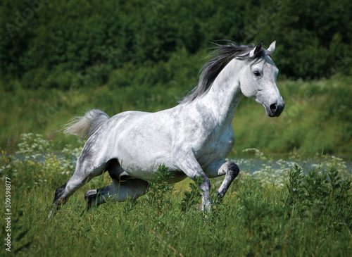 Gray dappled arabian horse runs free in green summer field