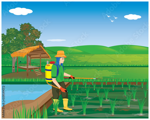 farmer sprays rice plant vector design