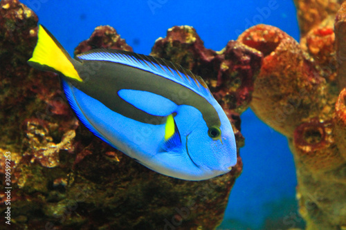 Closeup of a blue tang surgeonfish in the aquarium. photo