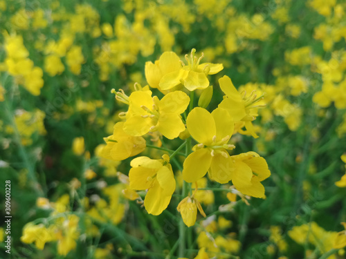 Mustard flower, yellow color flower