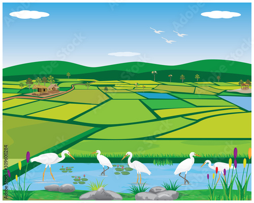 white heron bird in pond at paddy field vector design
