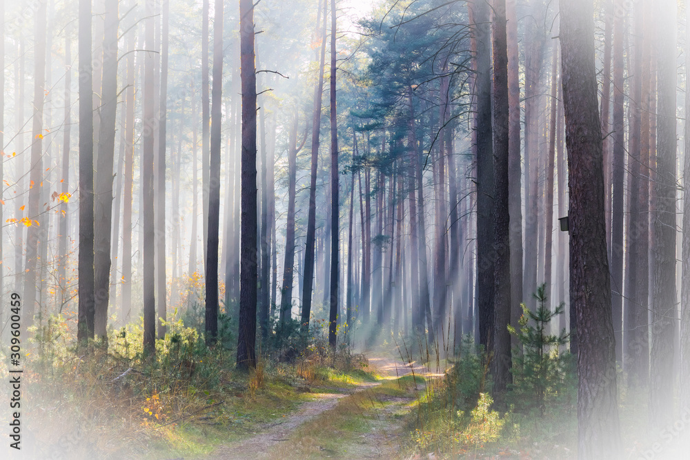 Naklejka premium Mglisty, listopadowy poranek w lesie.