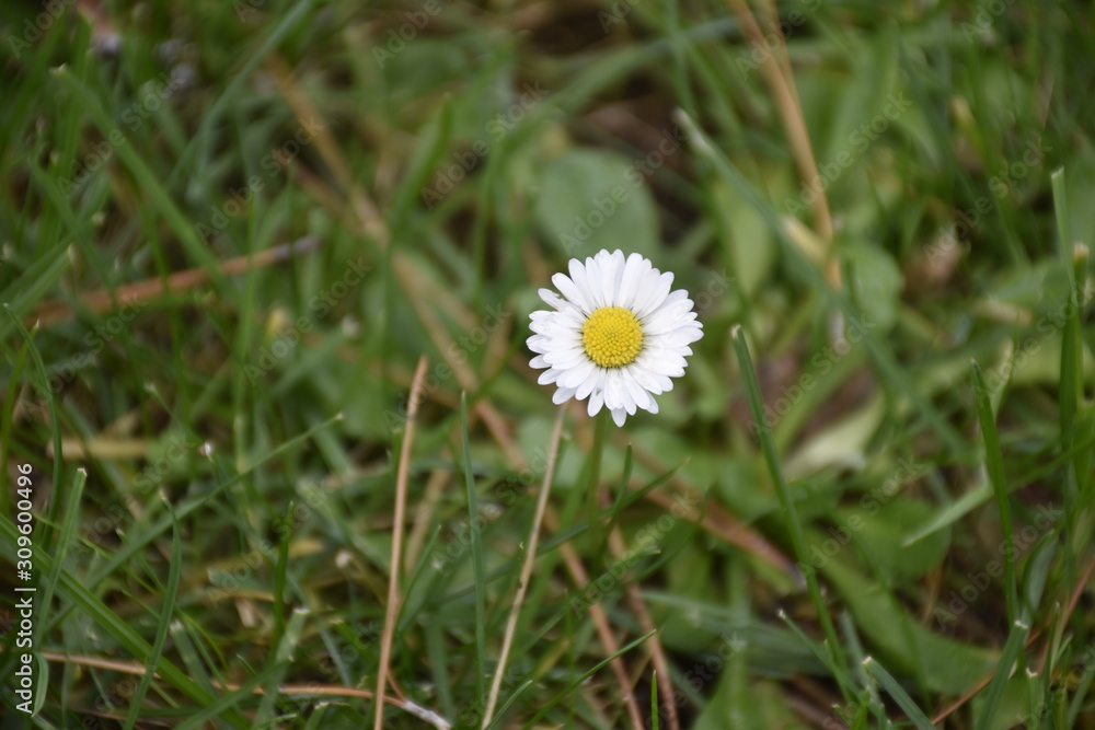 daisy in green grass daisy in green grass