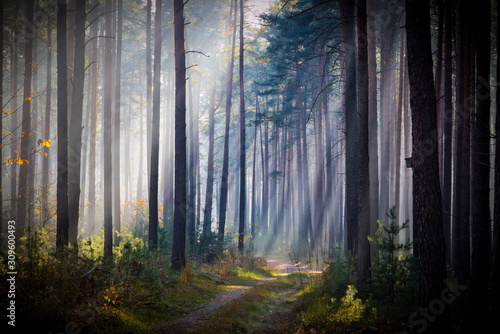 Mglisty, listopadowy poranek w lesie. © boguslavus