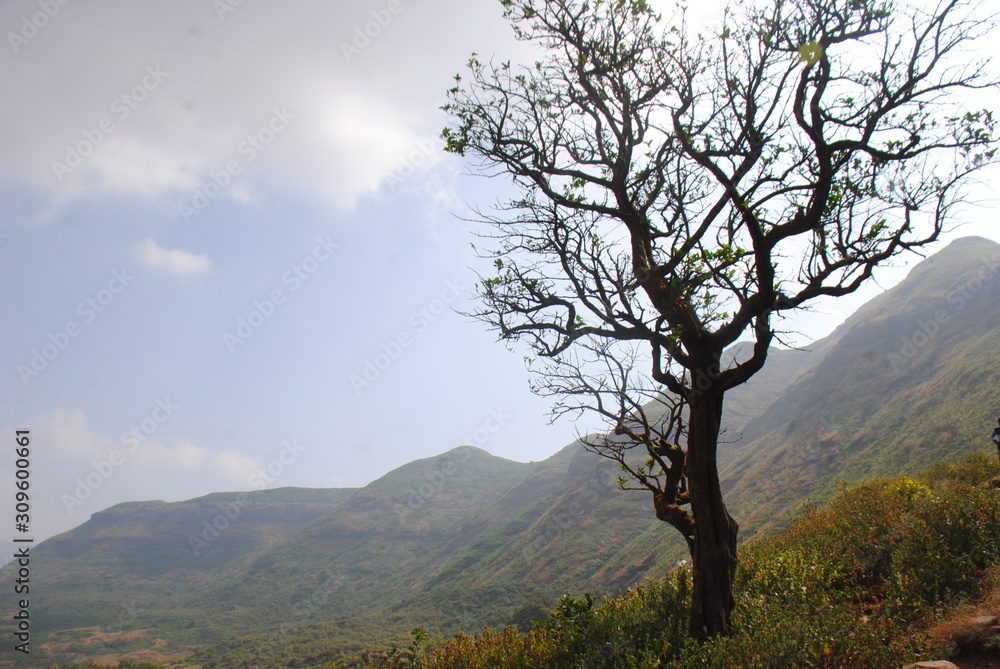 Dry of  tree with beautiful background of sky and mountain