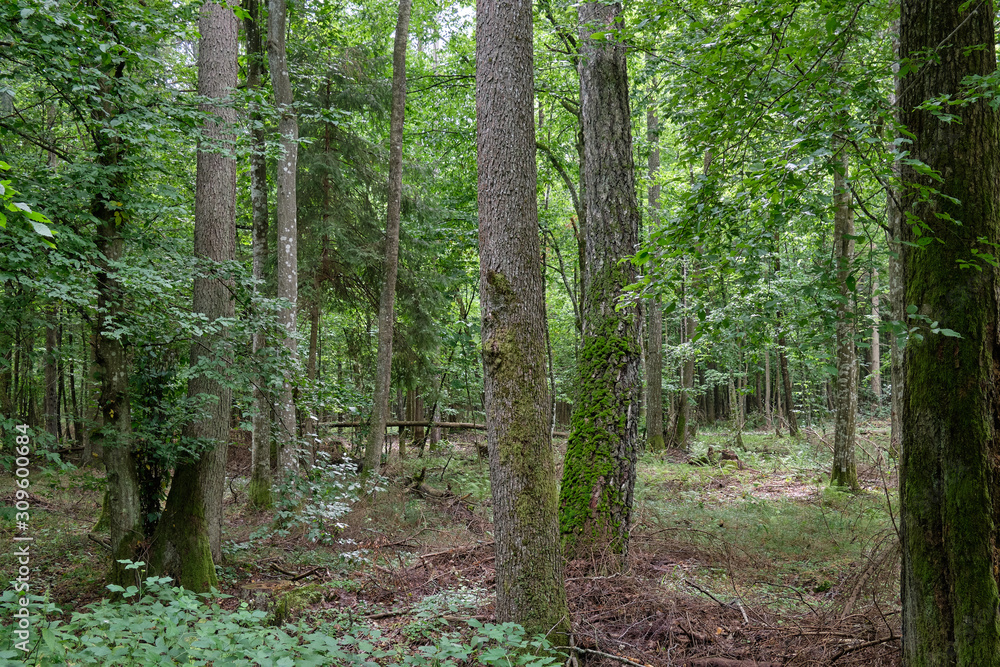Summertime deciduous stand with old alder trees Summertime deciduous stand with old alder trees