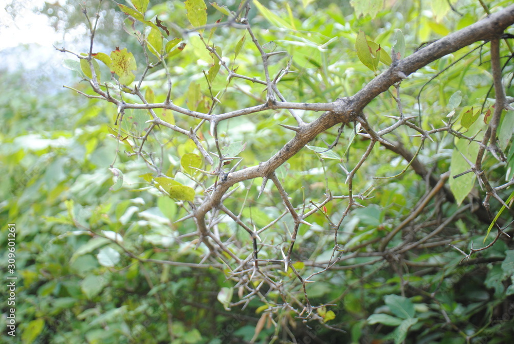 Fototapeta premium Spikes on a branches of tree