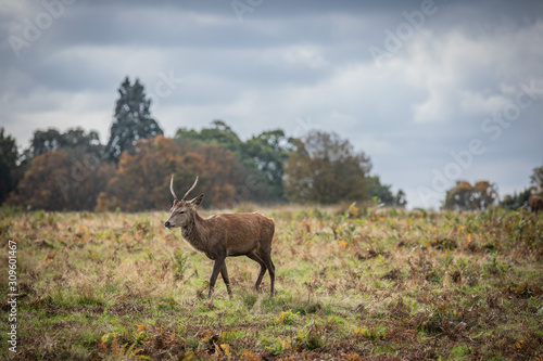 Deer of Richmond Park © Oksana
