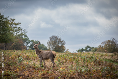 Deer of Richmond Park