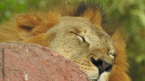 A close up shot of an African Lion.  African Lion full frontal closeup in beautiful sunlight colors.Lion (Panthera leo) detail male head